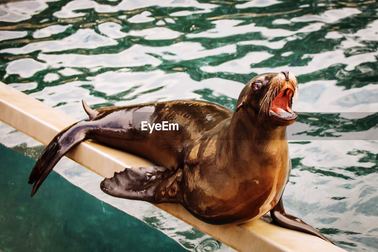 High angle view of seal on railing over lake