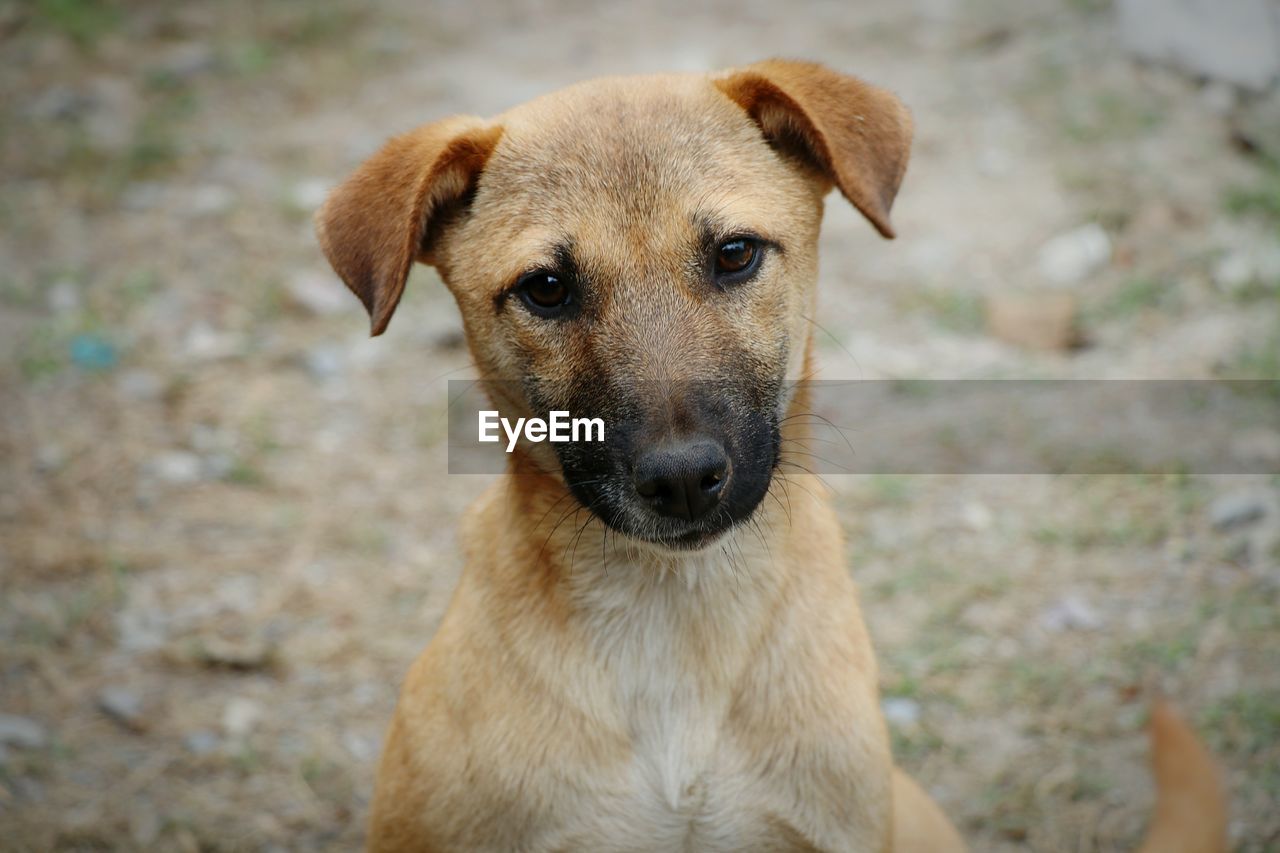 Close-up portrait of dog