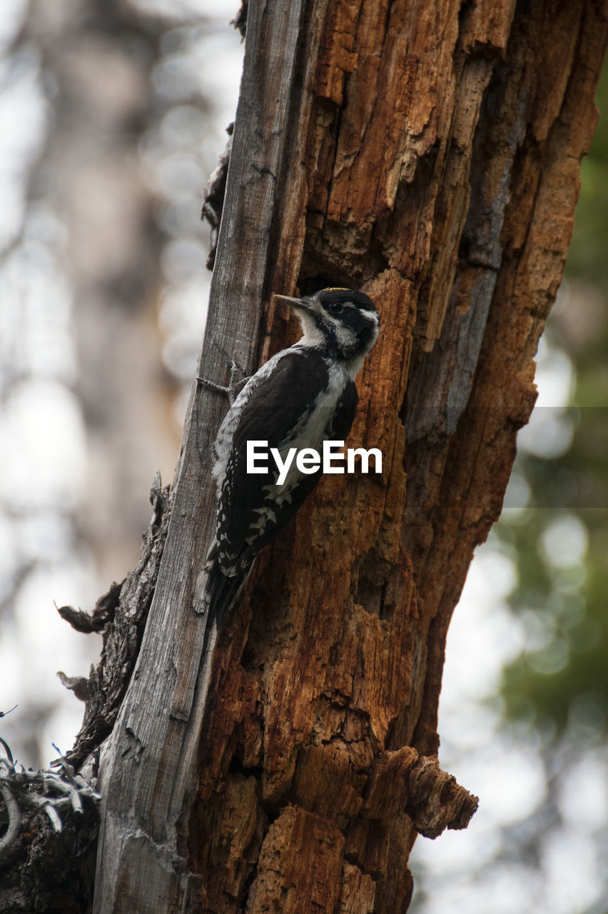 CLOSE-UP OF A BIRD ON TREE TRUNK