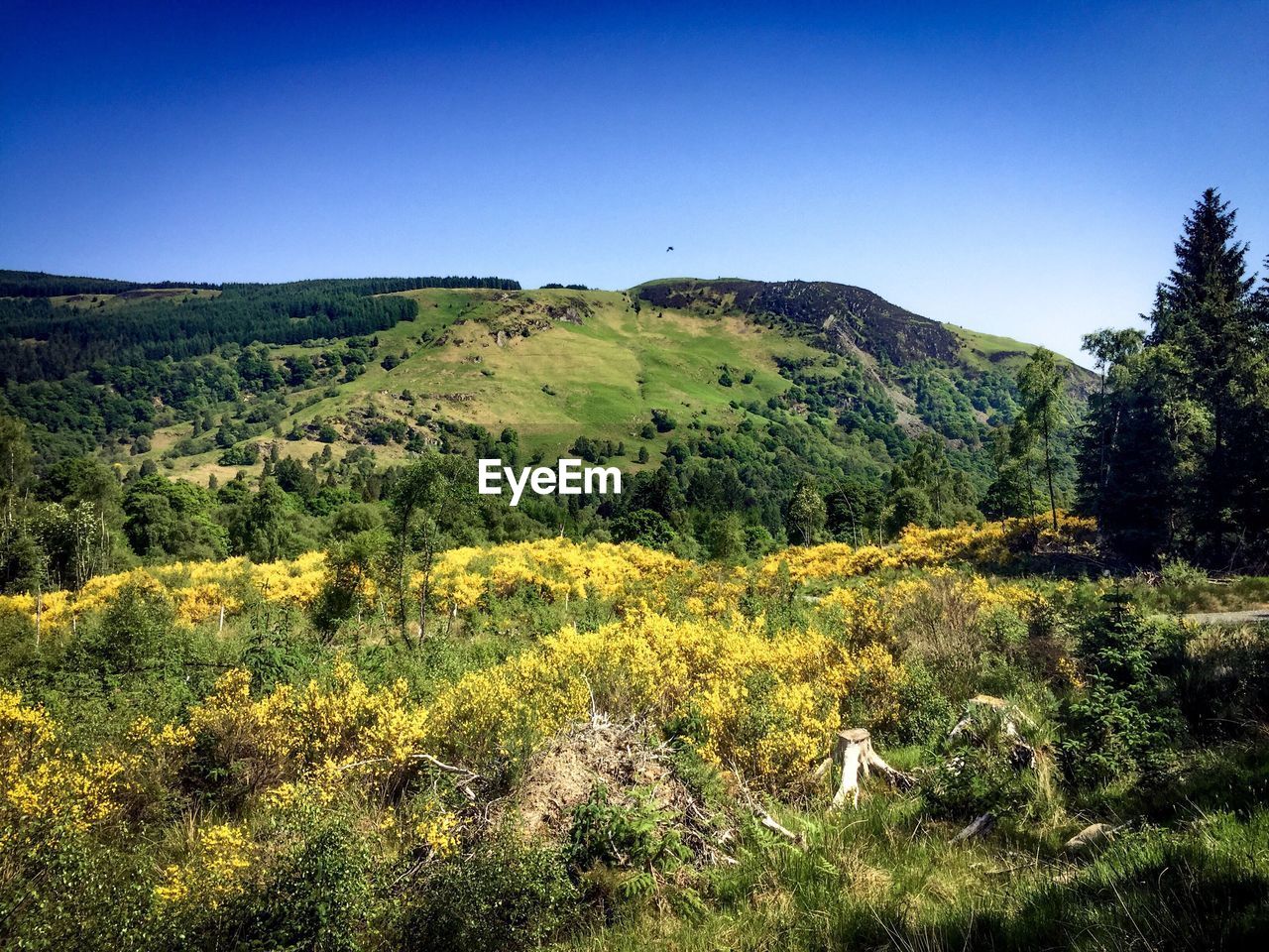 Scenic view of landscape against clear sky