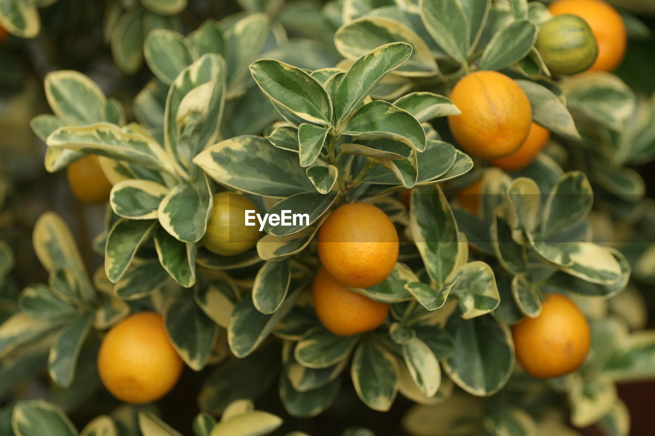 Close-up of orange fruits