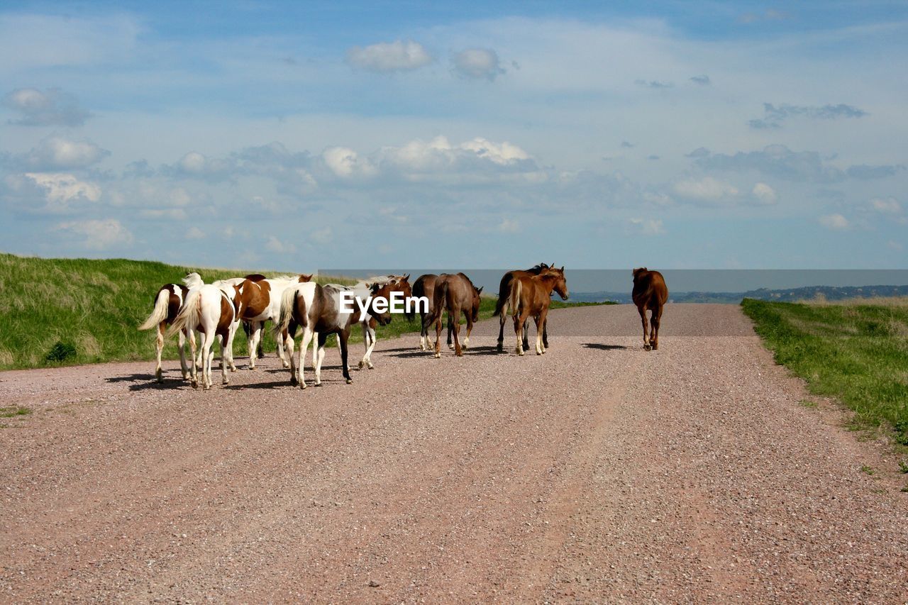 Horses walking on dirt road against cloudy sky