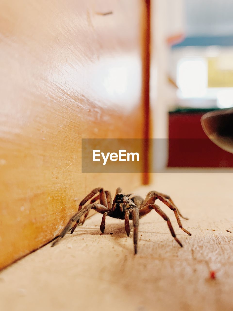 CLOSE-UP OF SPIDER ON WEB