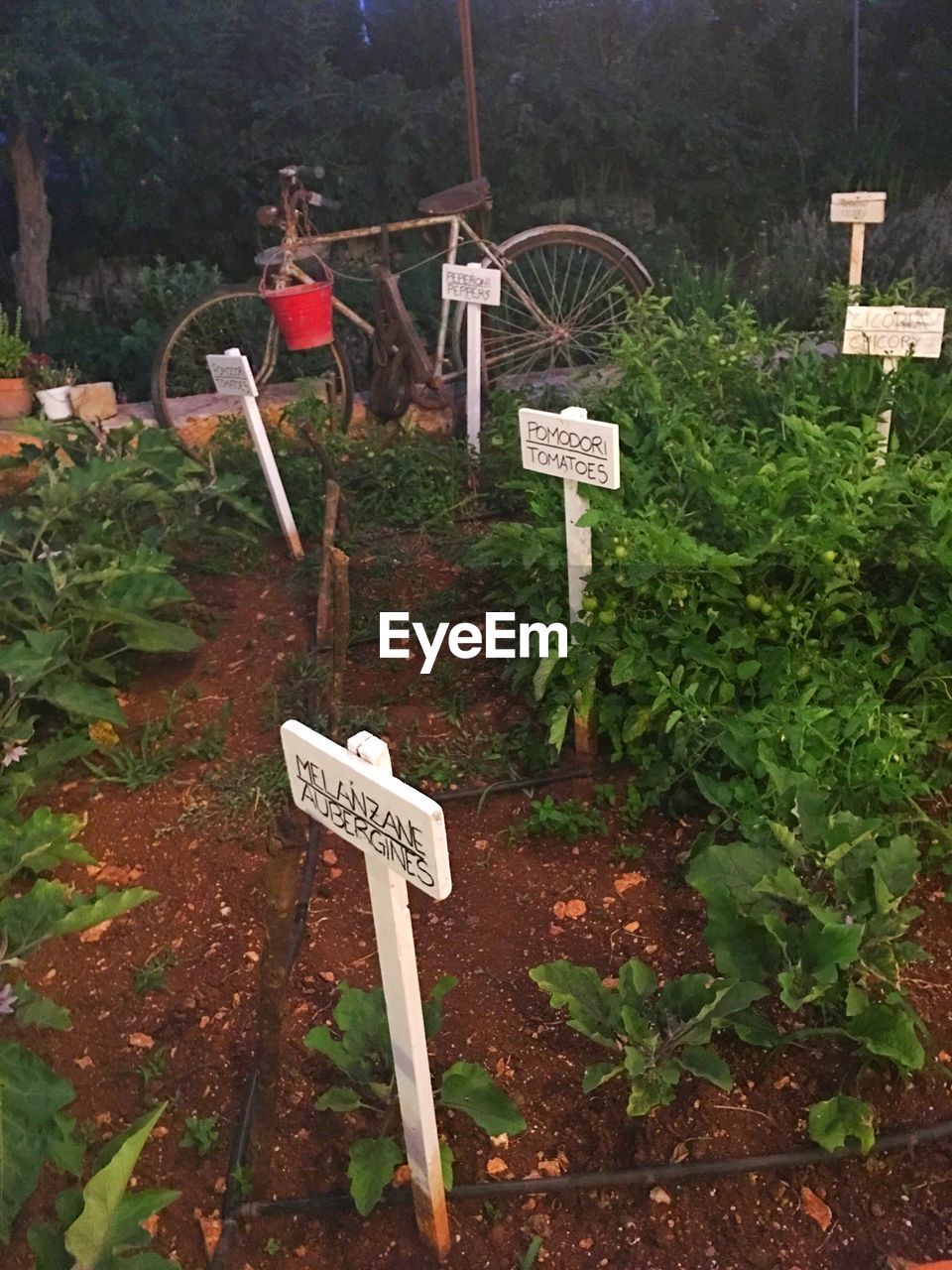VIEW OF PLANTS IN THE DARK