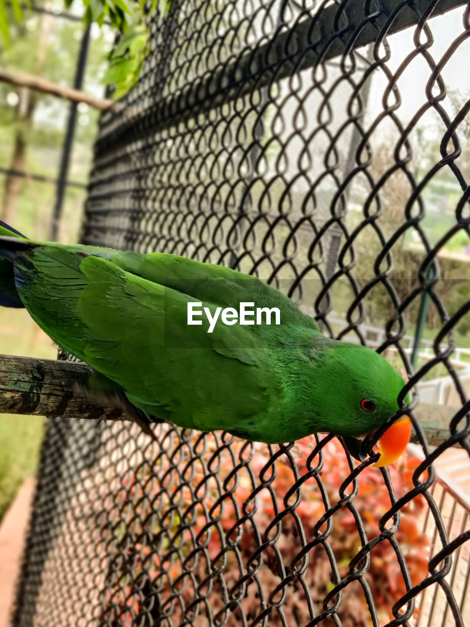 pet, animal themes, animal, bird, animal wildlife, parrot, fence, cage, wildlife, one animal, green, animals in captivity, nature, no people, focus on foreground, day, perching, metal, parakeet, close-up, outdoors, chainlink fence, birdcage