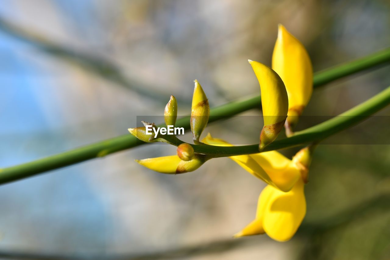 CLOSE-UP OF YELLOW FLOWERING PLANTS