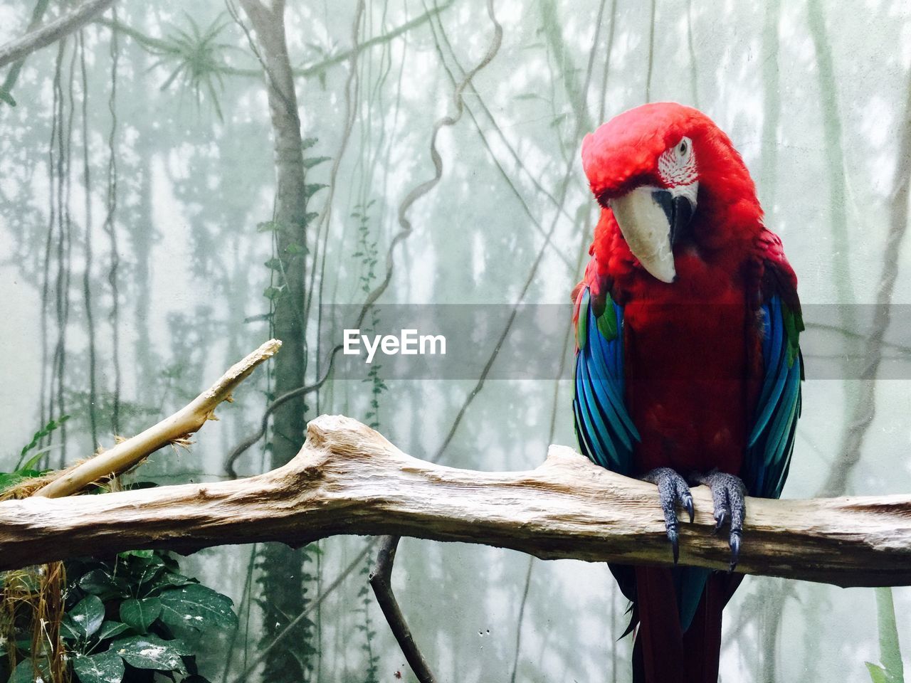 Close-up of scarlet macaw on branch