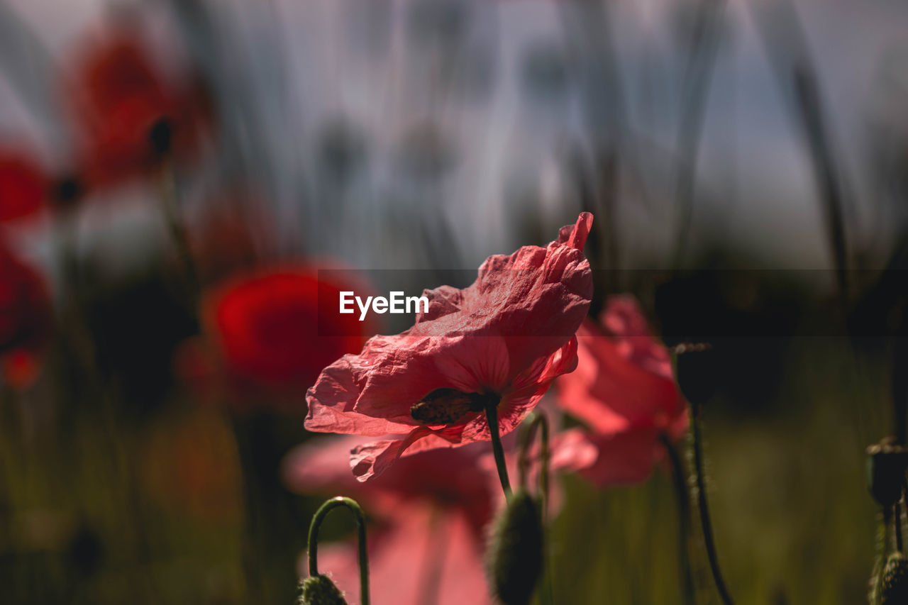 red, flower, plant, beauty in nature, flowering plant, nature, freshness, close-up, macro photography, focus on foreground, petal, fragility, no people, growth, leaf, poppy, outdoors, rose, inflorescence, flower head, selective focus, sunlight, plant stem, plant part, day