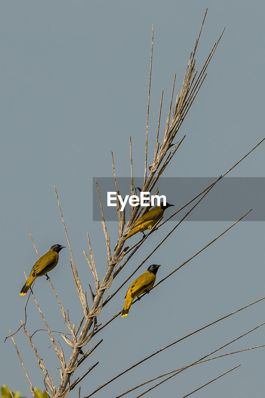 LOW ANGLE VIEW OF A BIRD PERCHING ON PLANT