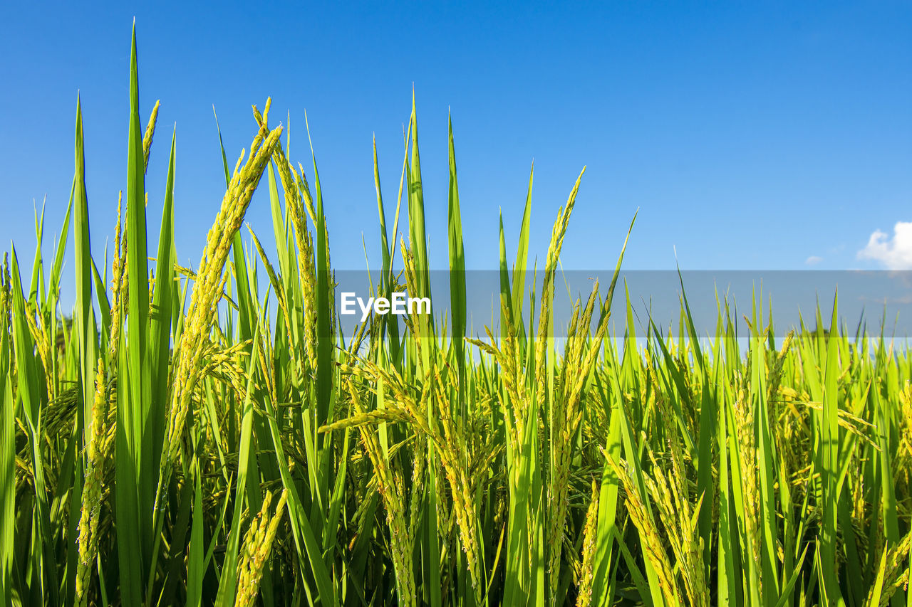 plant, sky, growth, field, agriculture, landscape, land, nature, crop, rural scene, grass, green, cereal plant, grassland, beauty in nature, prairie, blue, farm, no people, meadow, environment, tranquility, day, paddy field, food, scenics - nature, sunlight, outdoors, cloud, corn, barley, tranquil scene, clear sky, summer, food and drink, freshness