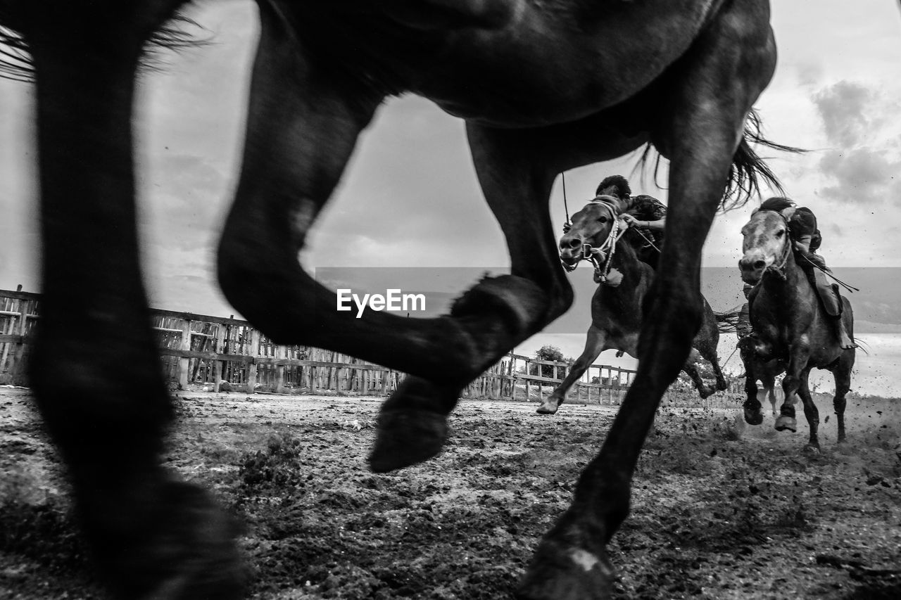 Low section of horse walking on field against sky