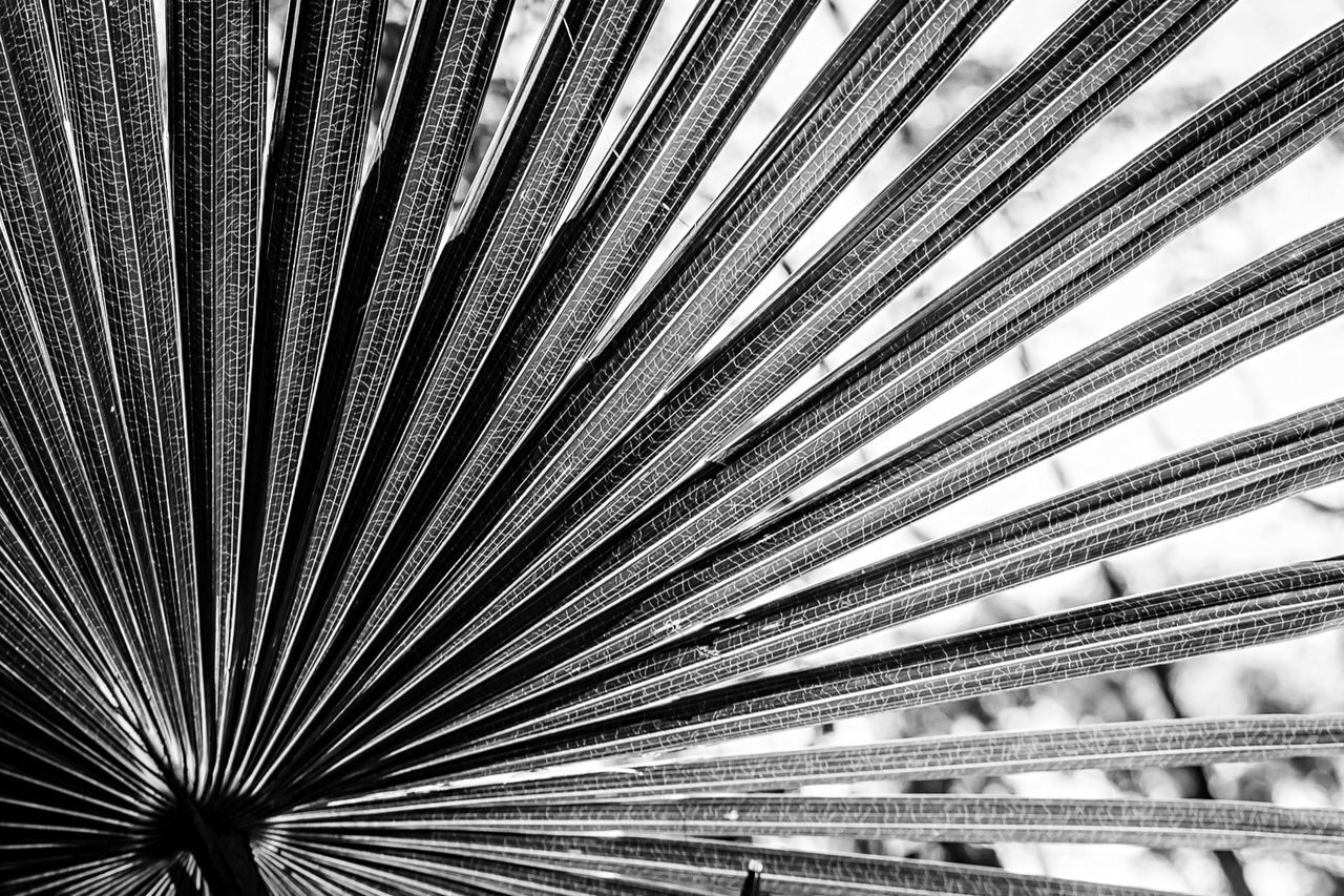 Full frame shot of fanned out palm leaf