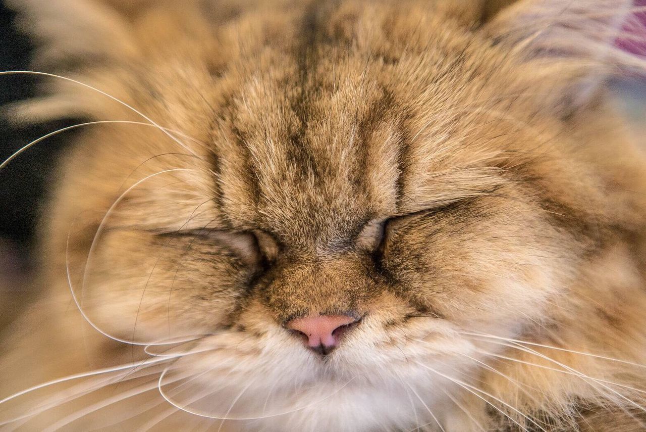 CLOSE-UP OF CAT SLEEPING ON BED