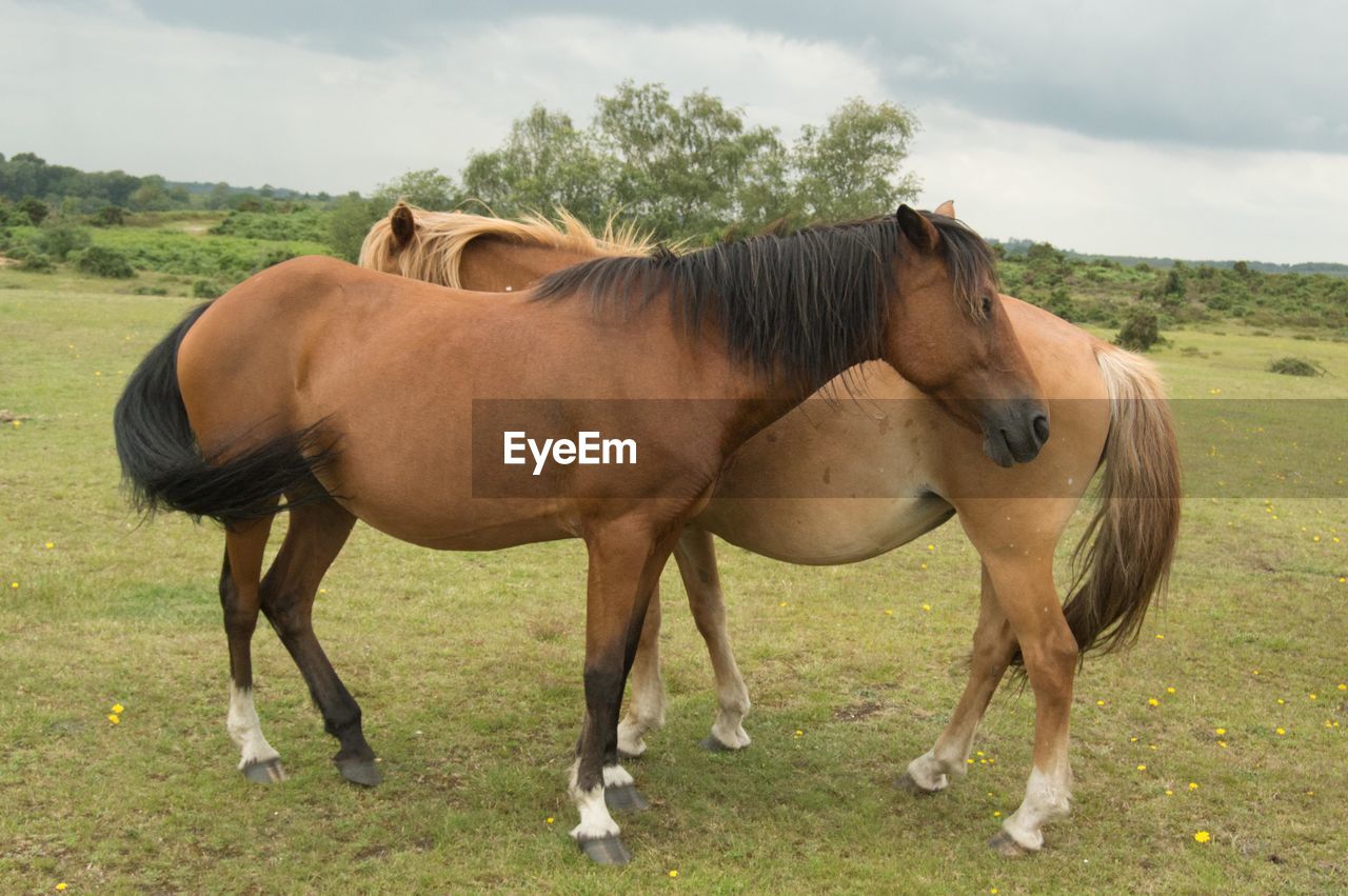 Horses standing together on field