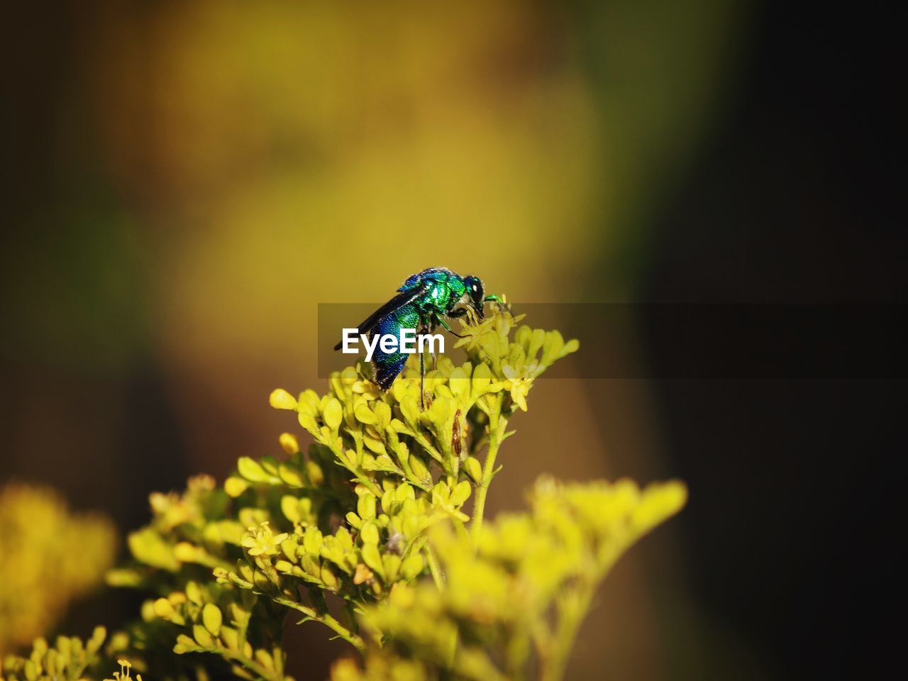 CLOSE-UP OF INSECT ON LEAF