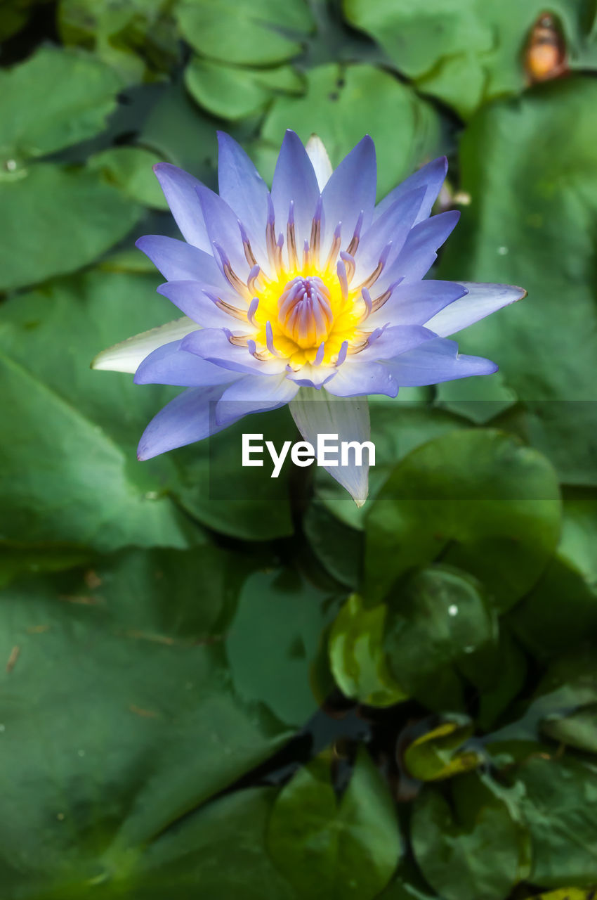 CLOSE-UP OF LOTUS WATER LILY ON POND