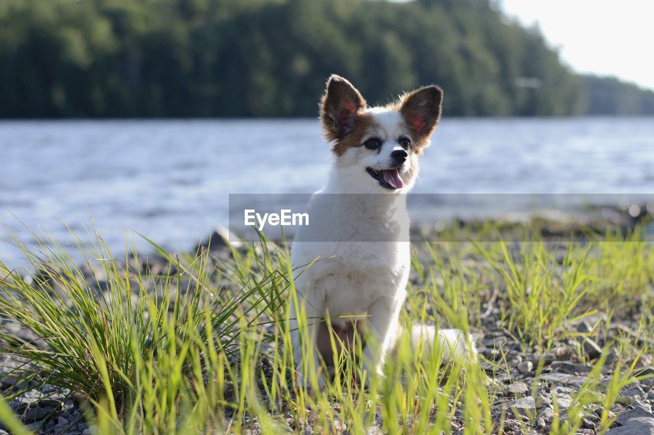 PORTRAIT OF A DOG LOOKING AWAY ON LAND