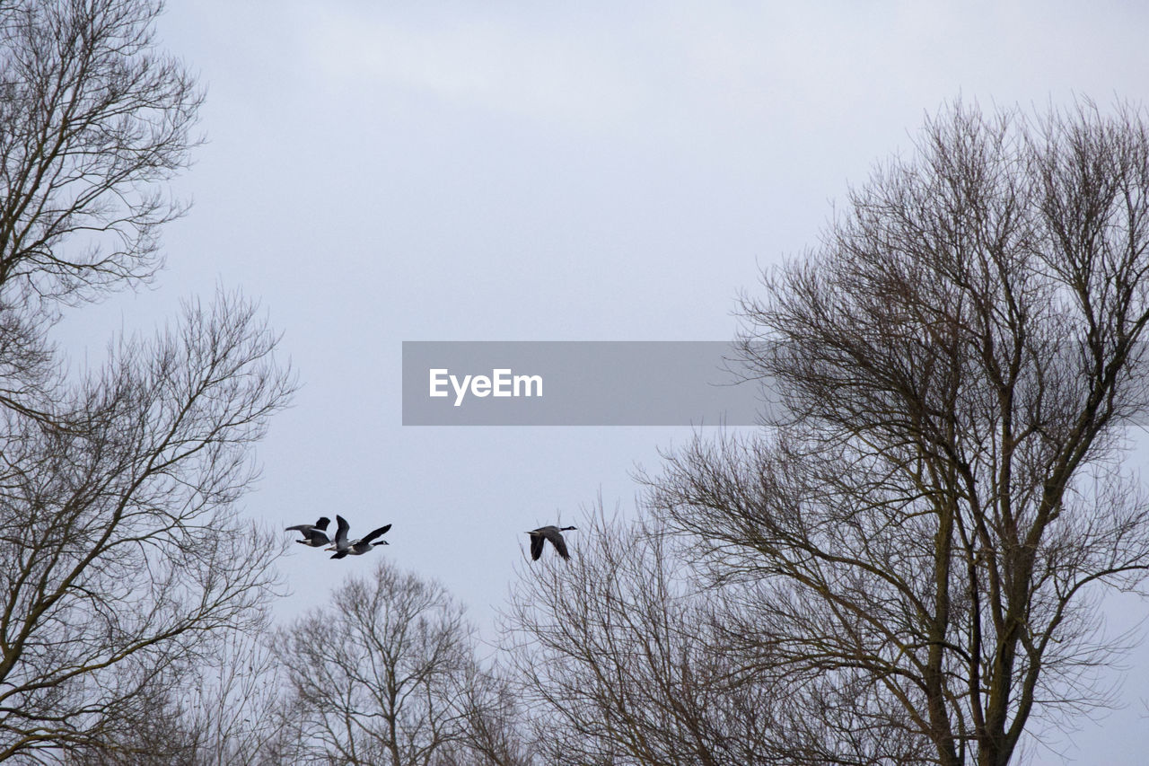 LOW ANGLE VIEW OF EAGLE FLYING AGAINST SKY