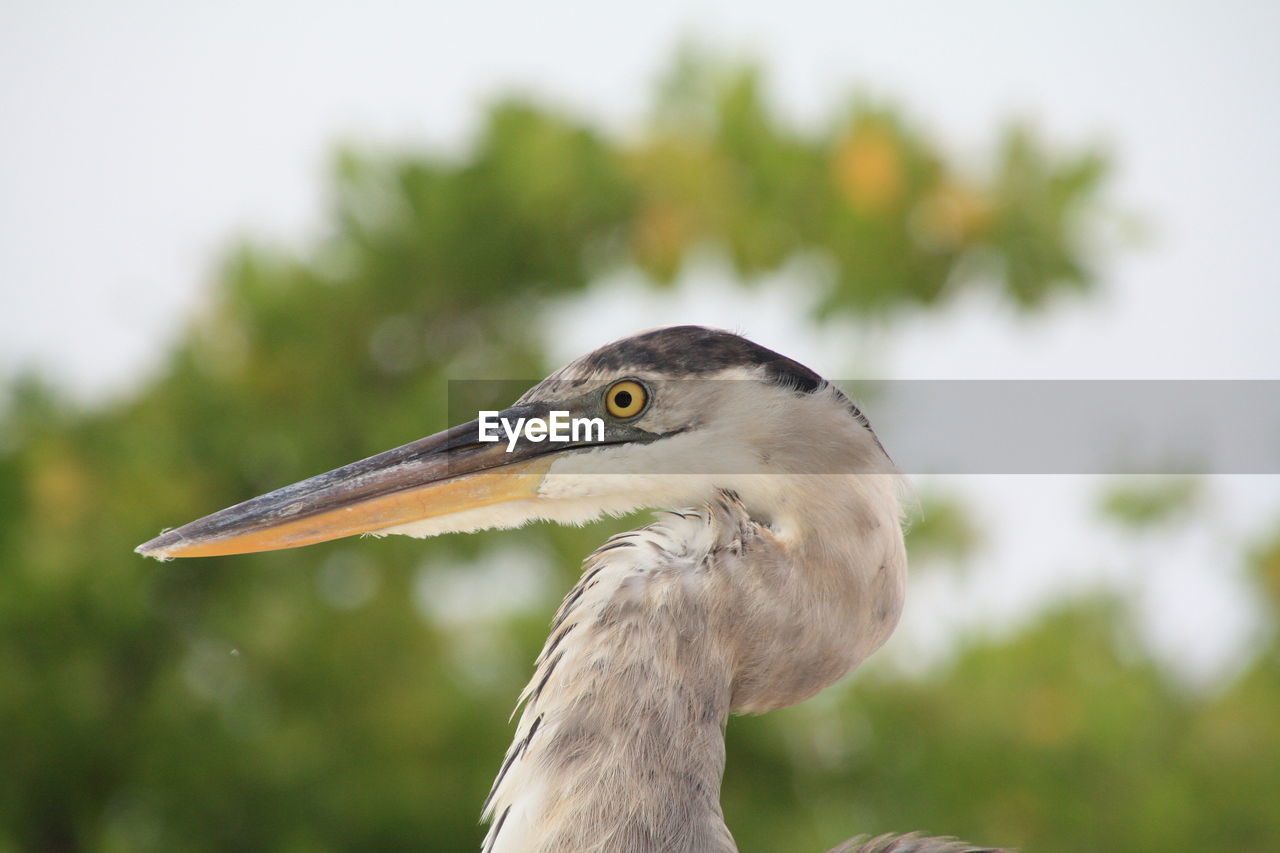 Side view of gray heron outdoors 