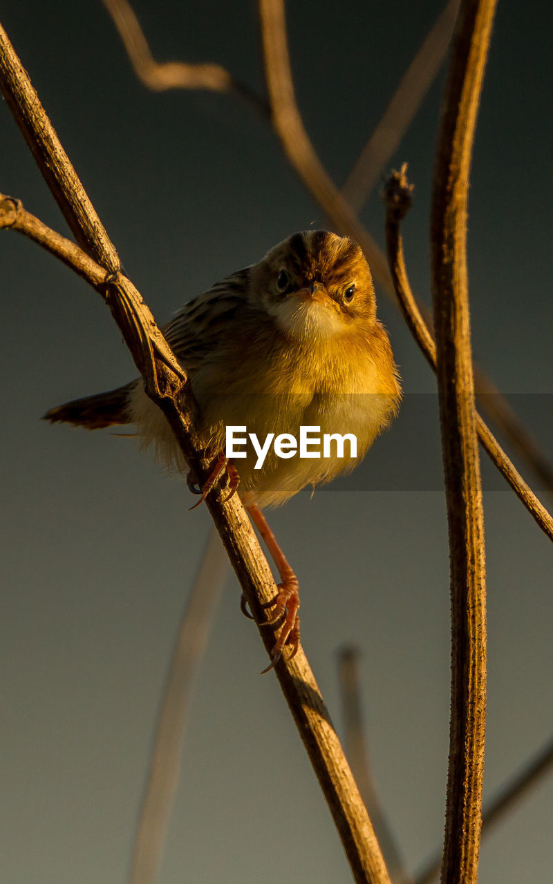 CLOSE-UP OF BIRD PERCHING ON TWIG