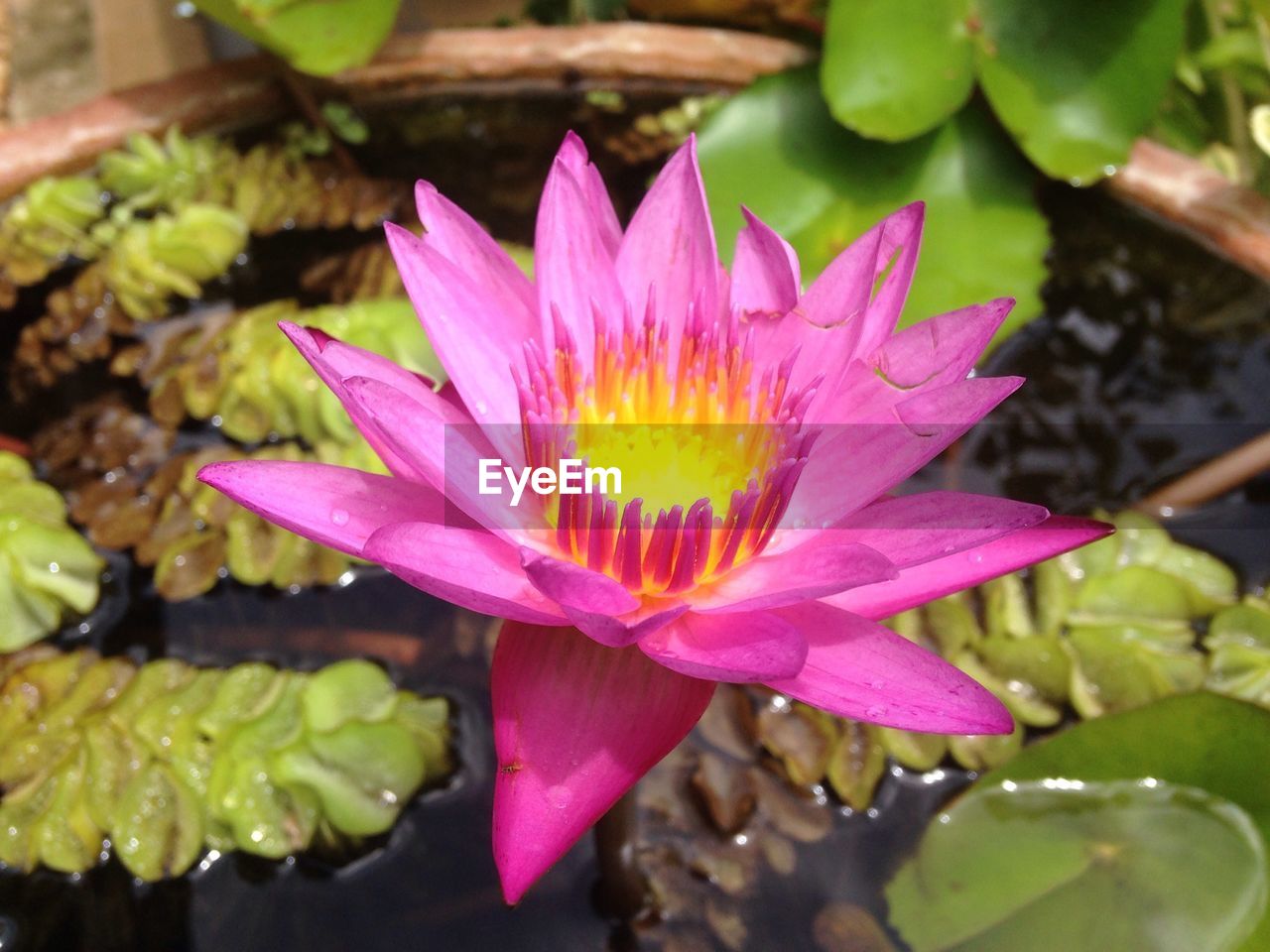 High angle view of lotus water lily flower growing in pot