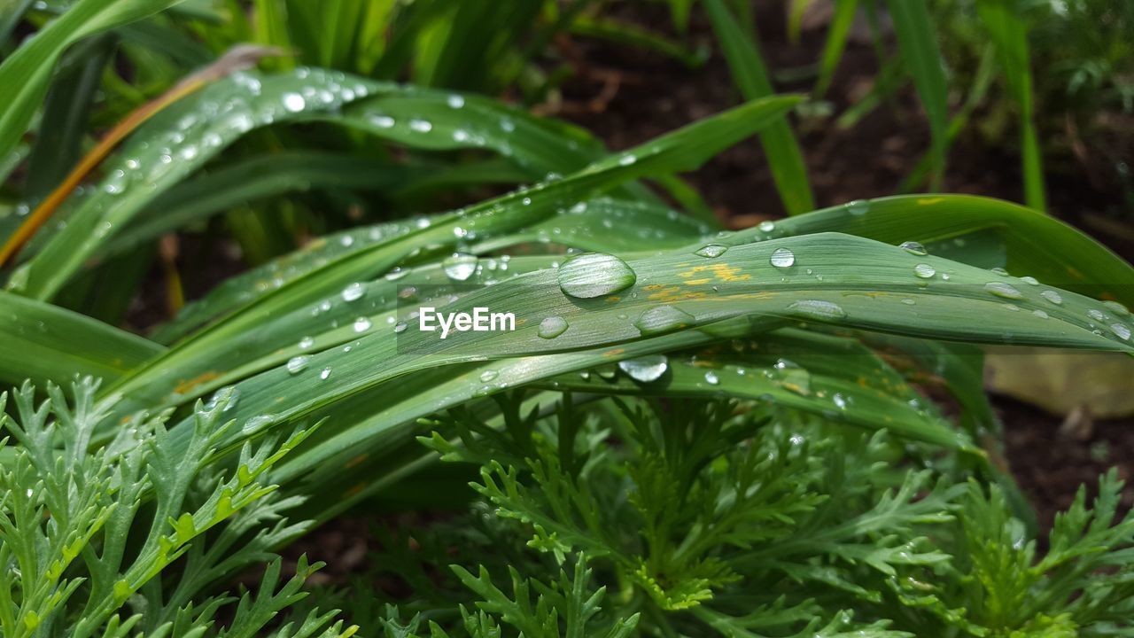 Close-up of raindrops on grass