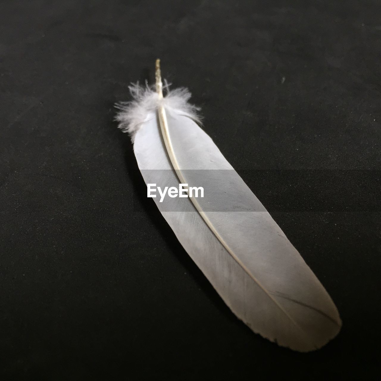 CLOSE UP OF FEATHER