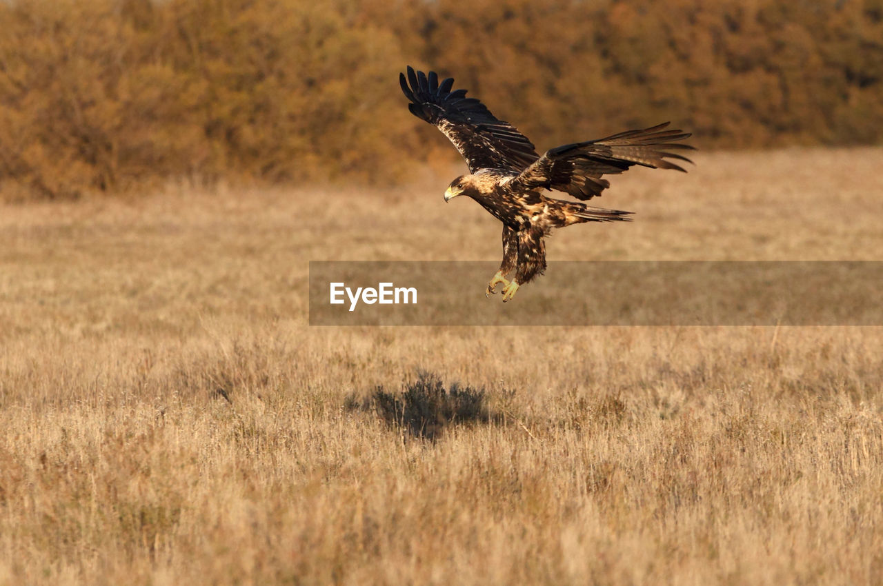 BIRD FLYING ABOVE A FIELD