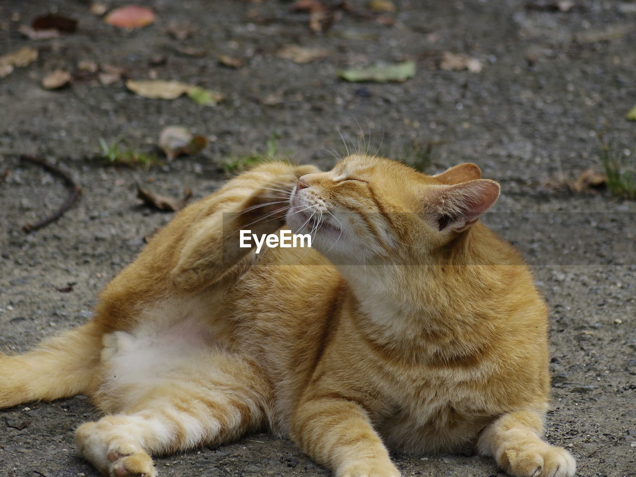 Close-up of ginger cat scratching on head while lying down at ground