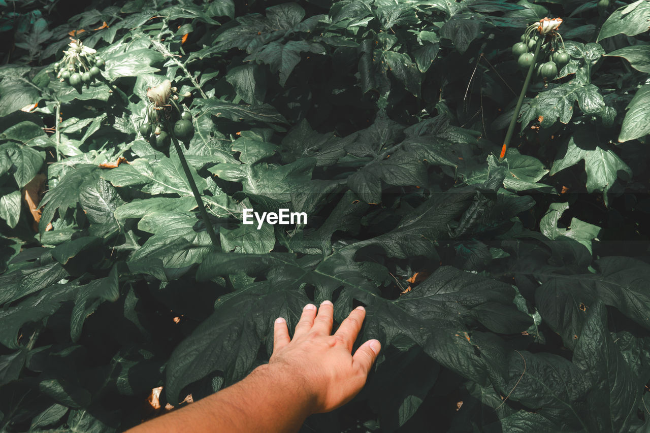 High angle view of hand touching leaves