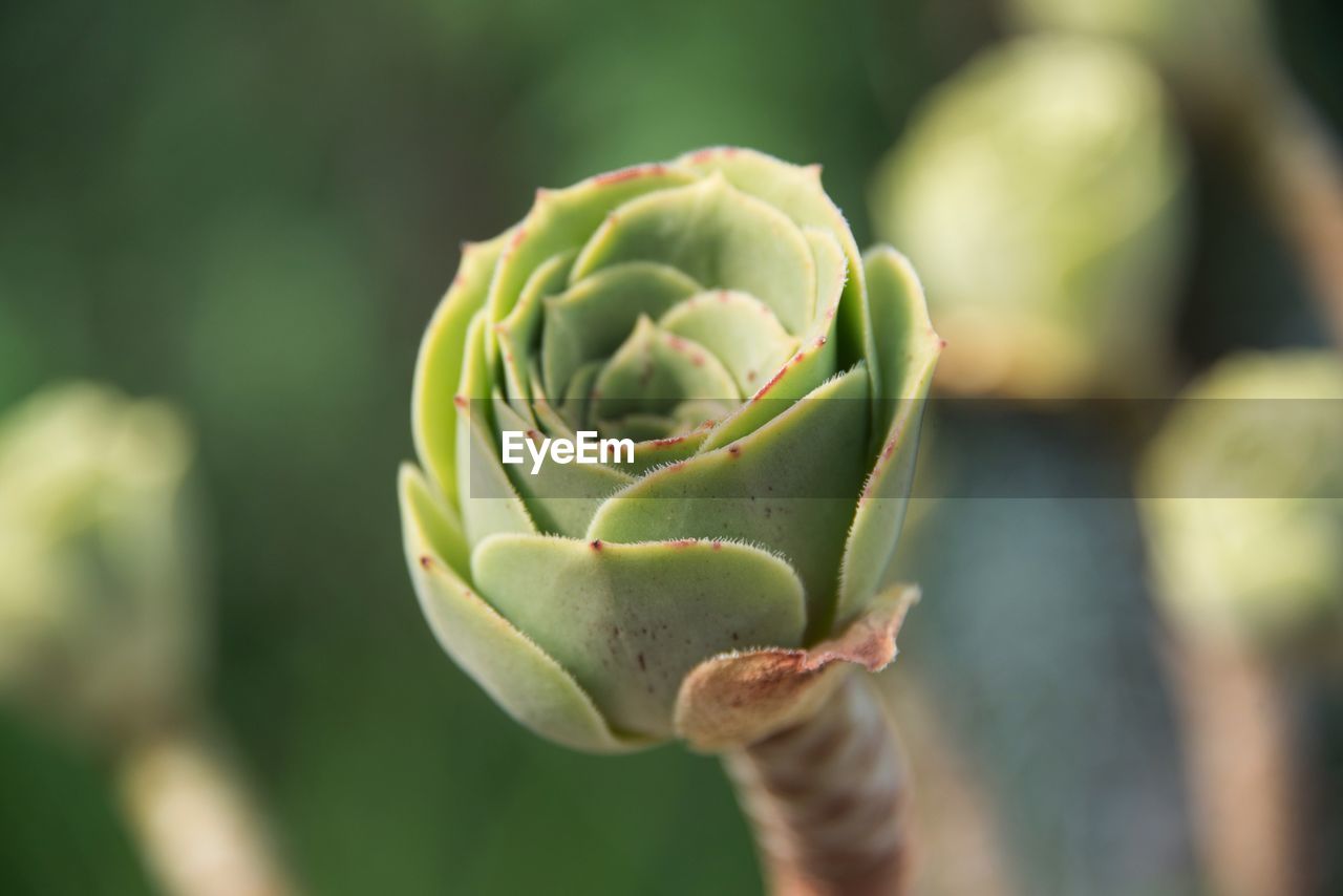 Close-up of succulent plant