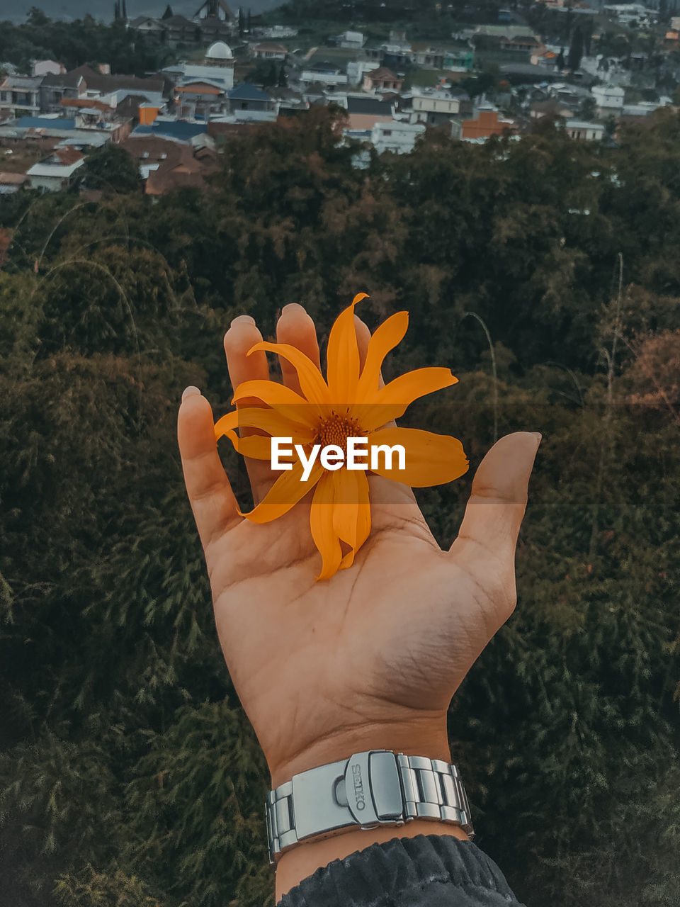 MIDSECTION OF PERSON HOLDING ORANGE FLOWER AGAINST PLANTS