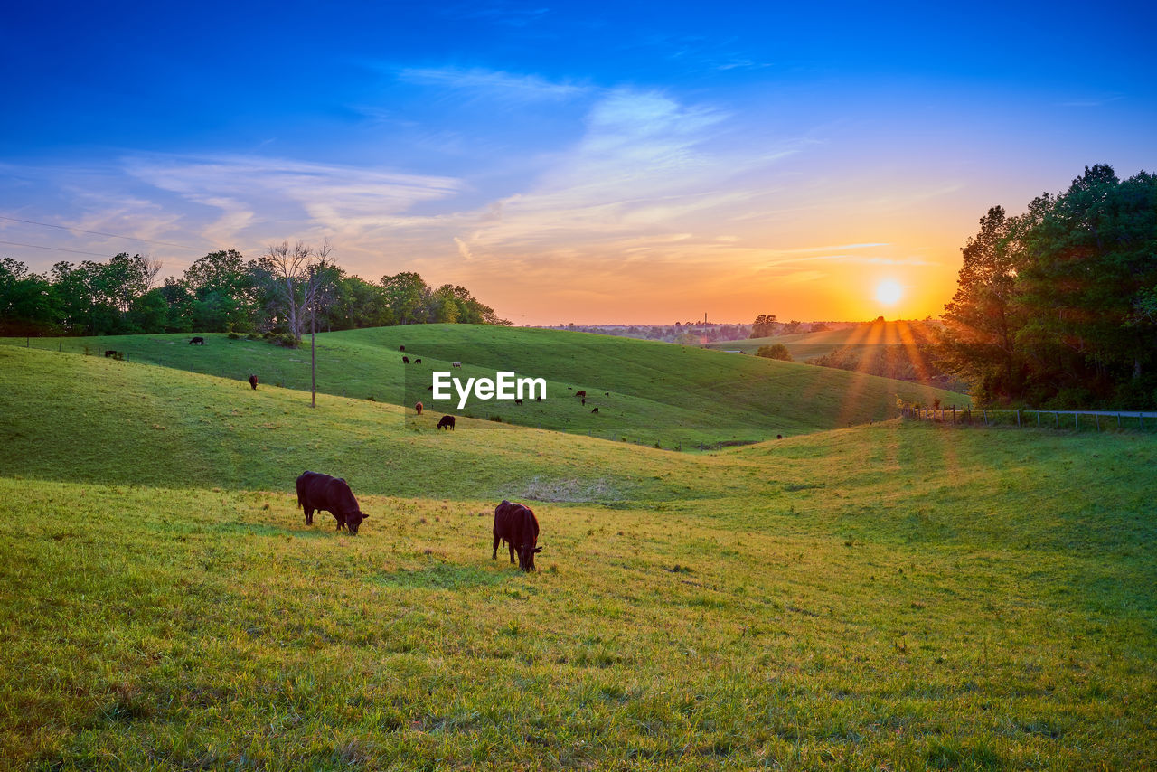 SHEEP GRAZING IN FIELD