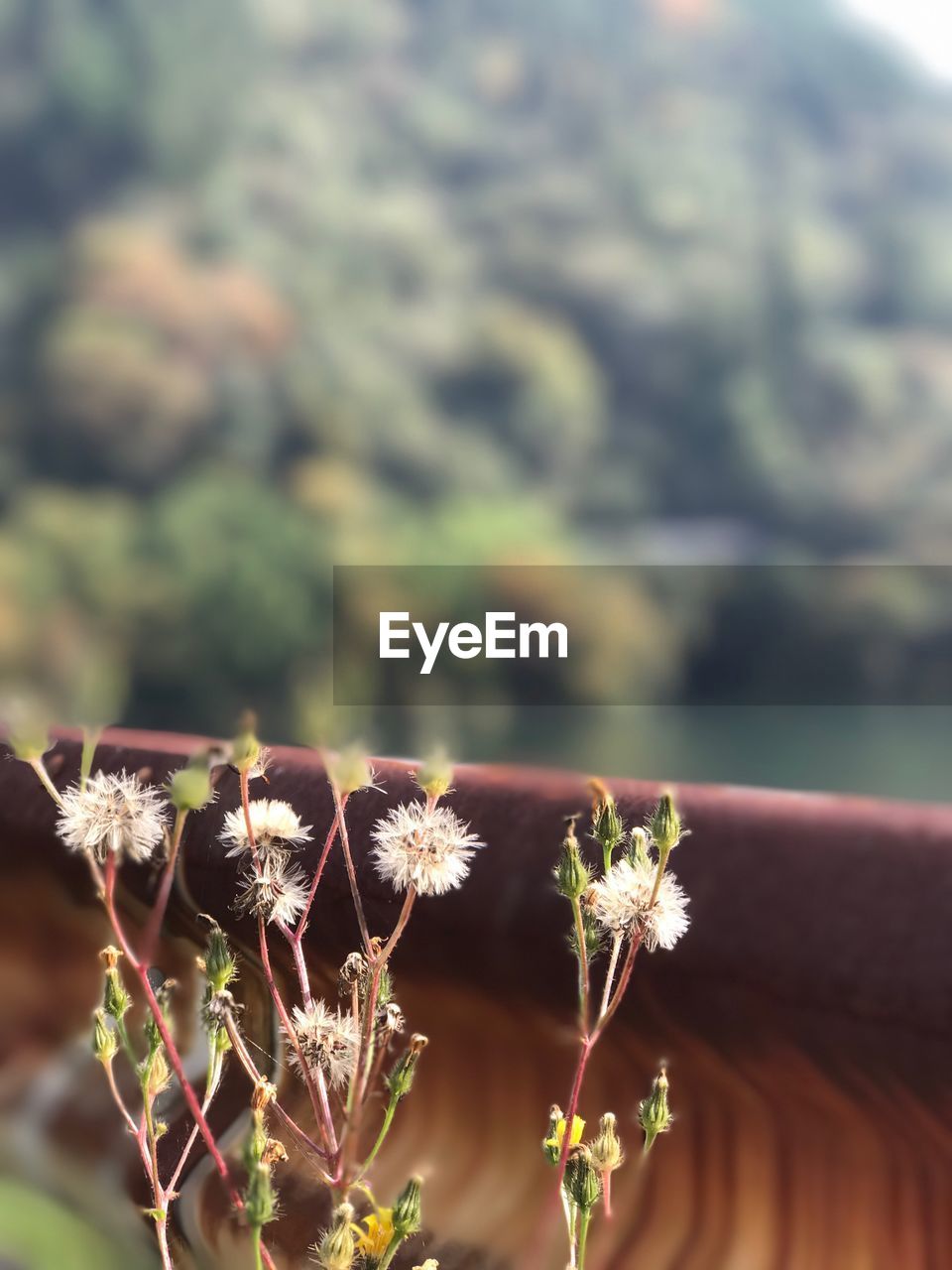 CLOSE-UP OF FLOWER AGAINST BLURRED BACKGROUND