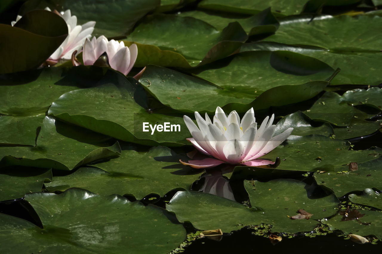 CLOSE-UP OF LOTUS WATER LILY ON LEAVES IN LAKE