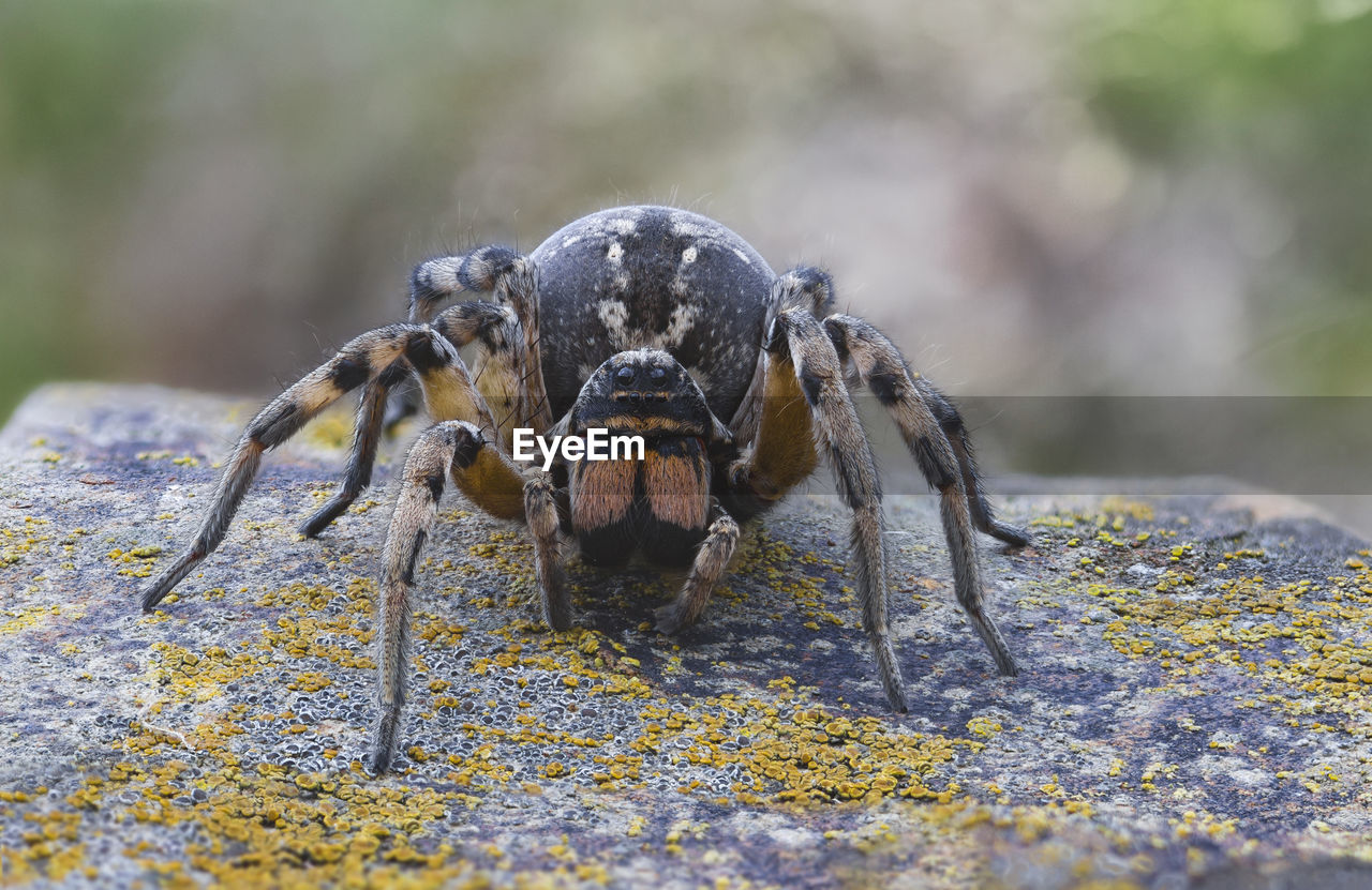 The tarantula is heated by the sun.