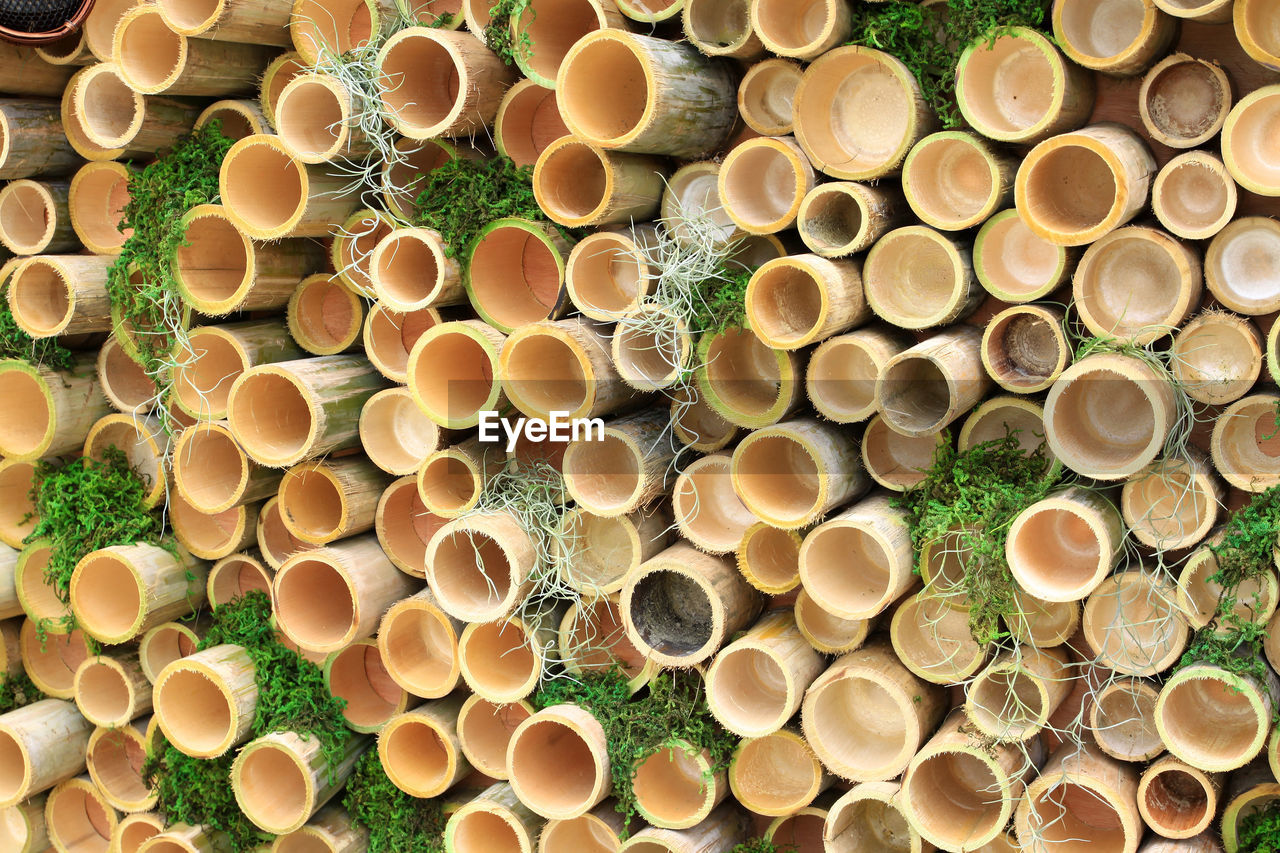 HIGH ANGLE VIEW OF BAMBOO PLANTS