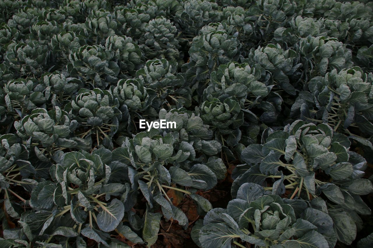 High angle view of plants growing on field