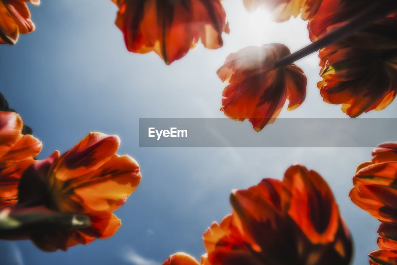 CLOSE-UP OF FLOWERS AGAINST SKY