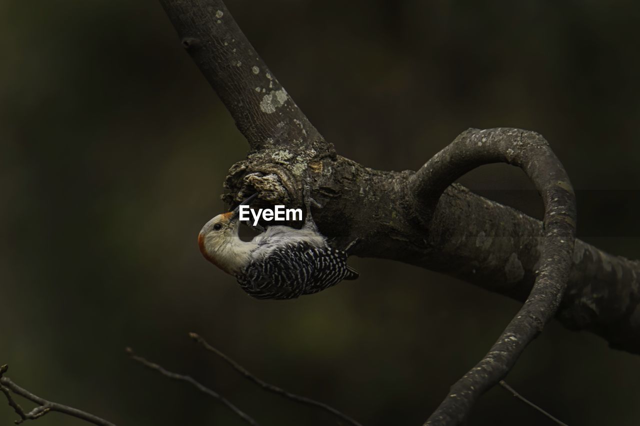 branch, animal, close-up, animal themes, animal wildlife, macro photography, one animal, wildlife, no people, reptile, tree, bird, focus on foreground, nature, animal body part, snake, outdoors