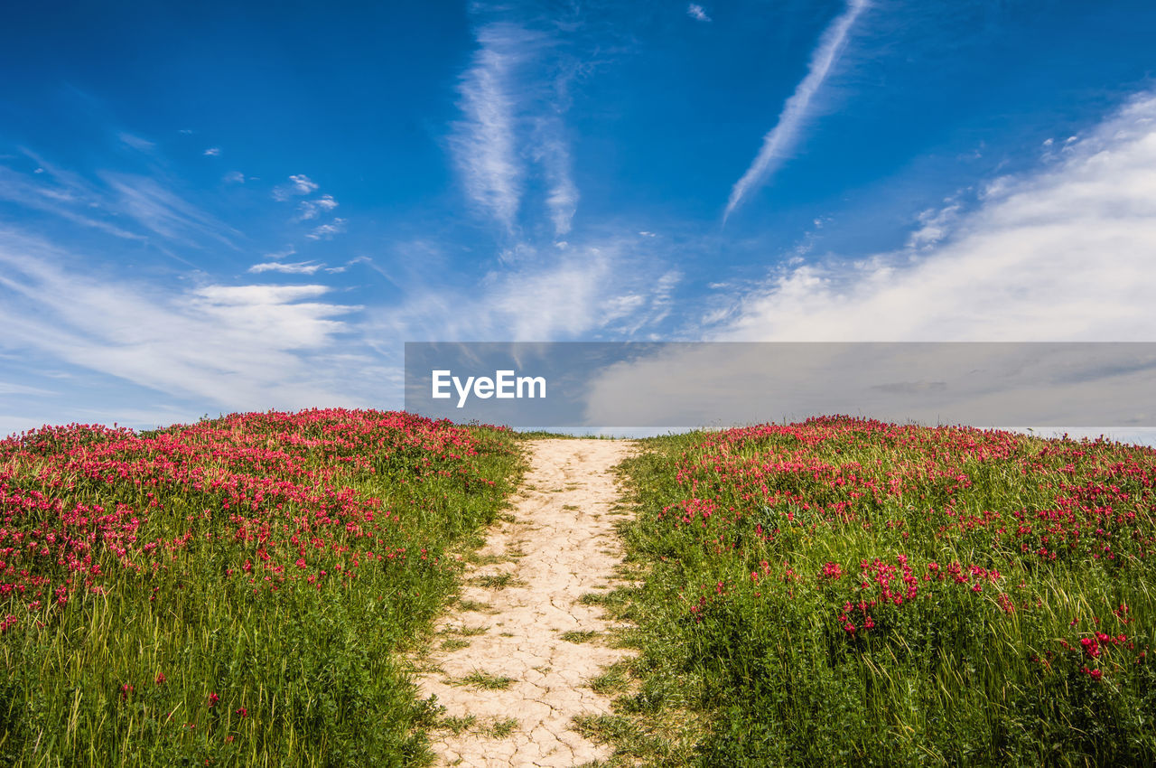 Scenic view of grassy field against sky