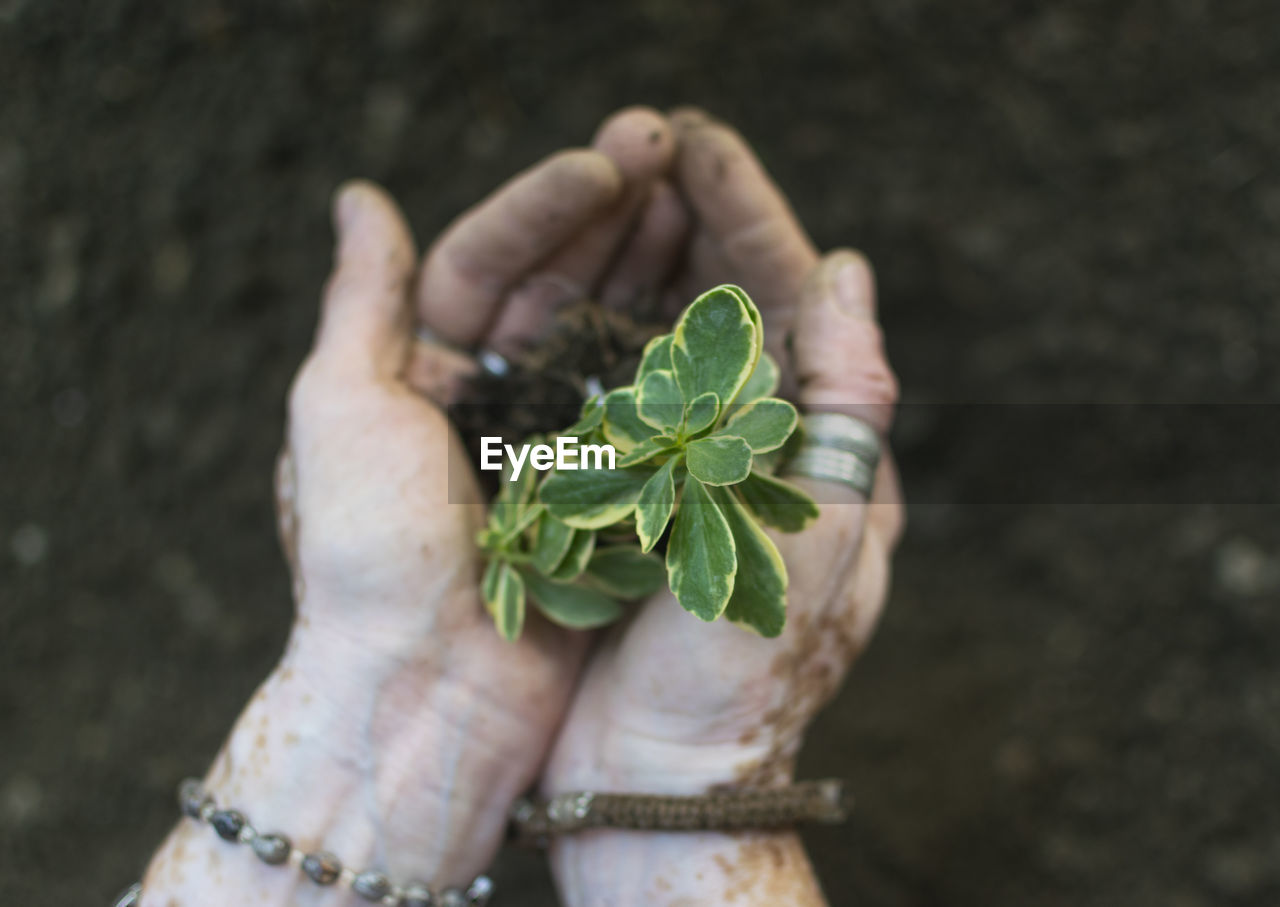 Close-up of hand holding leaves