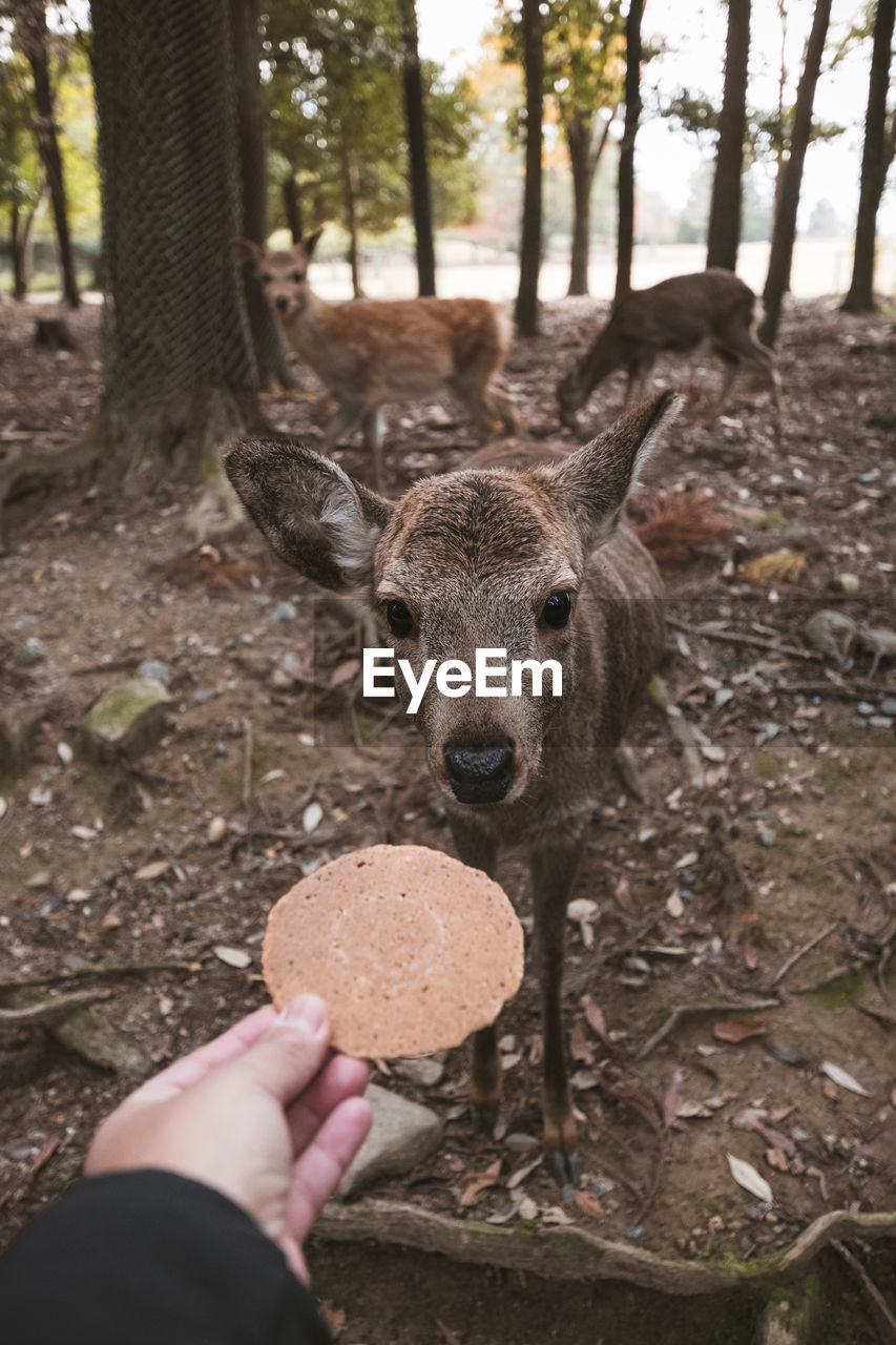 Human hand feeding wild deer a cookie