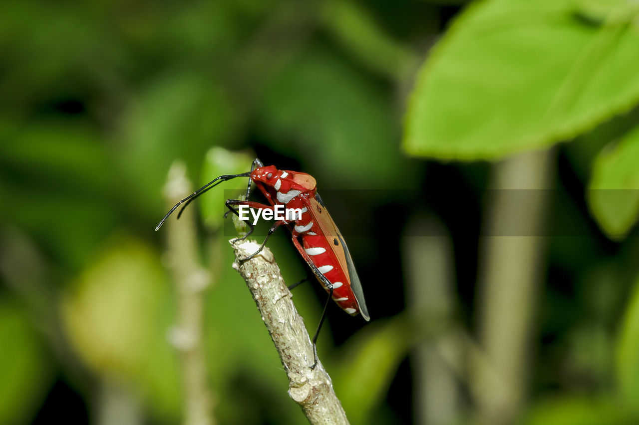 Close-up of insect on plant