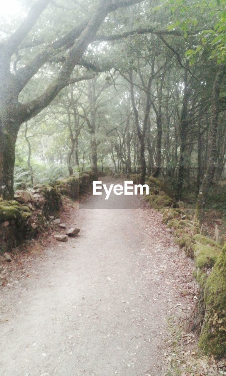 VIEW OF FOOTPATH IN FOREST