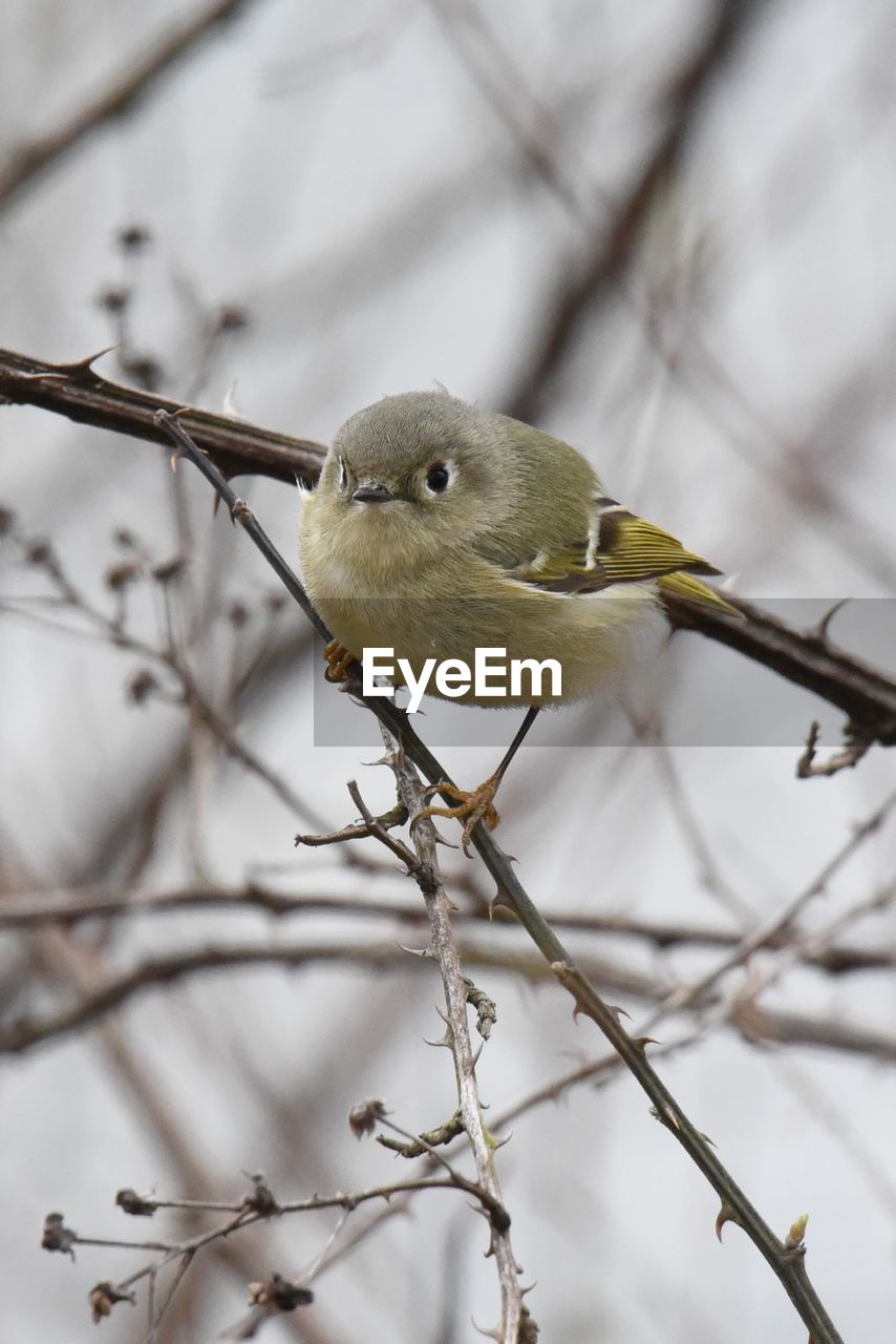 CLOSE-UP OF BIRD PERCHING ON TWIG