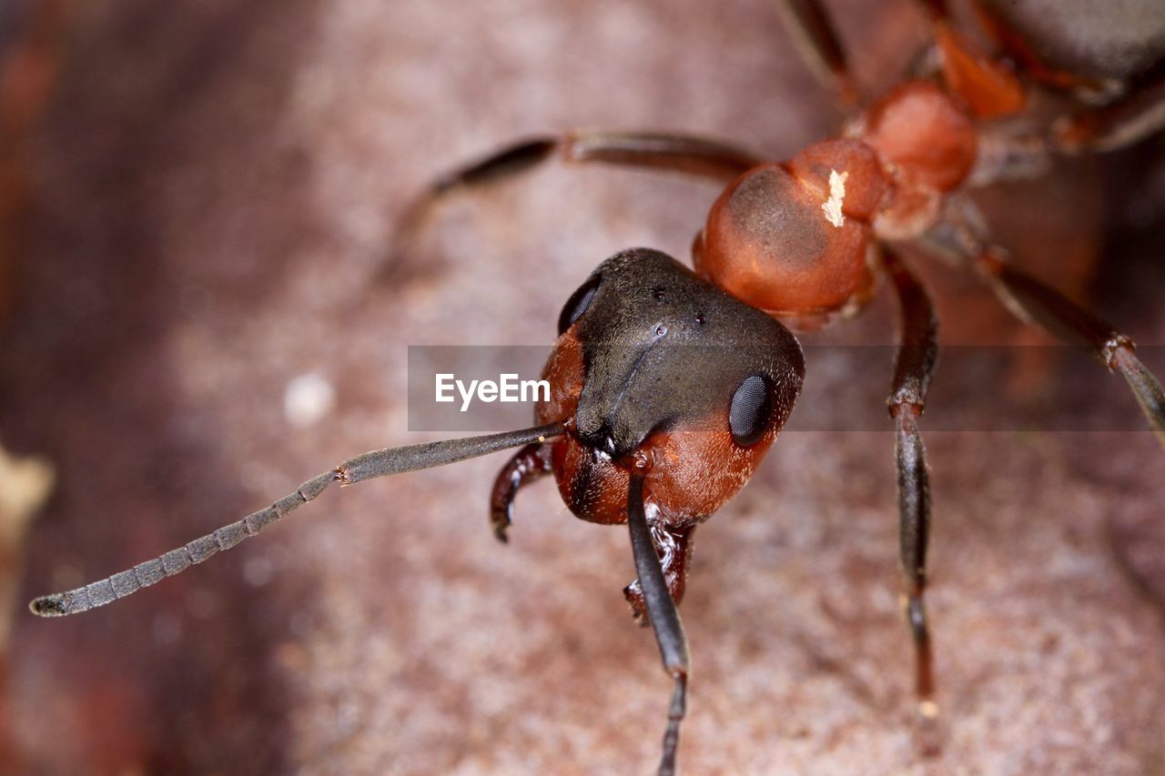 Close-up of ant on rock