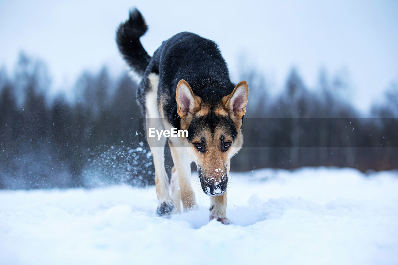 PORTRAIT OF DOG STANDING ON SNOW