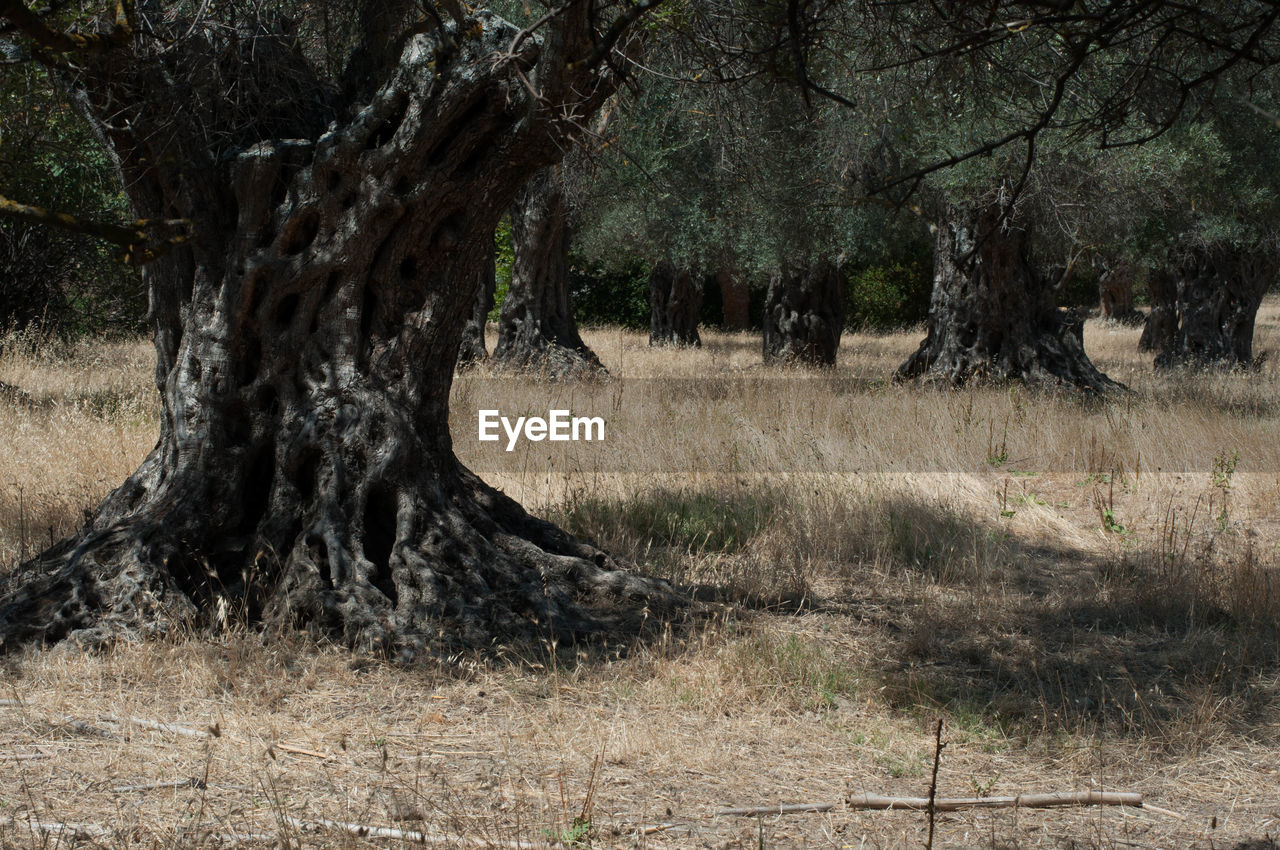 TREES ON LANDSCAPE