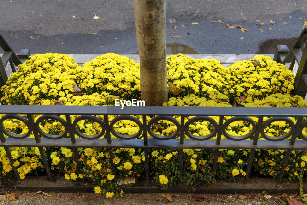 yellow, flower, plant, flowering plant, nature, day, no people, freshness, growth, railing, outdoors, beauty in nature, metal, architecture, high angle view, autumn, green, leaf, sunlight, fence
